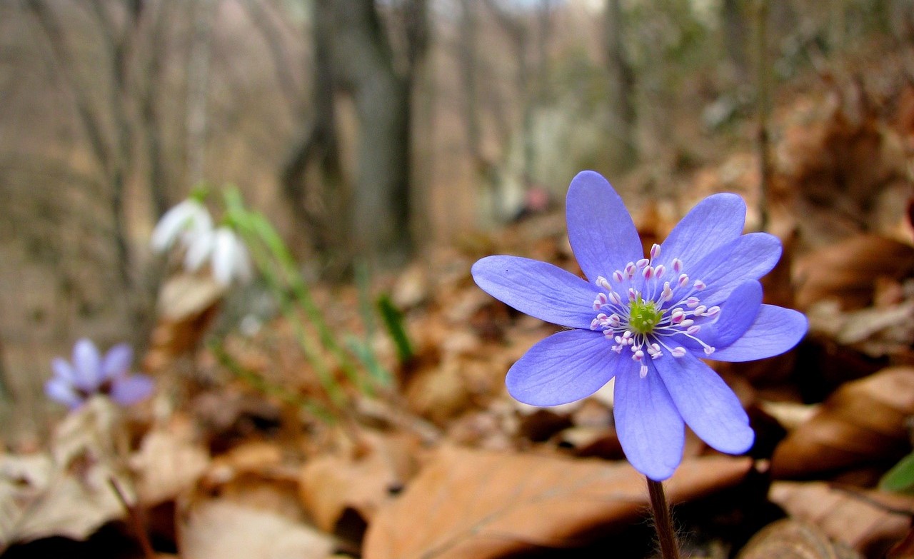 flower-1348538_1280-1